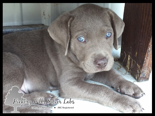 silver lab retriever puppies for sale