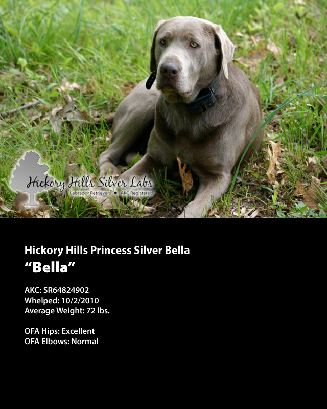Hickory Hills Silver Labs Bella Profile