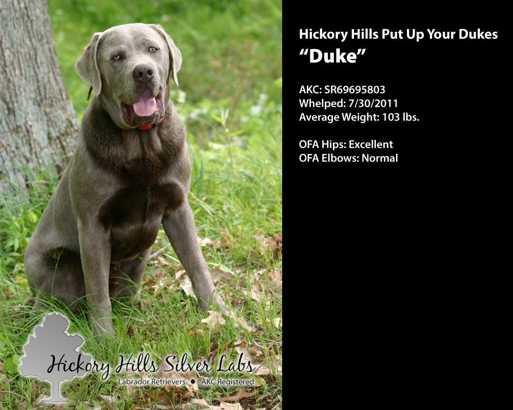 Hickory Hills Silver Labs Duke Profile