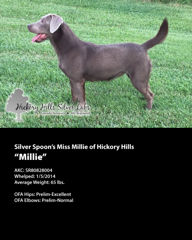 HHSL Millie Profile Pic