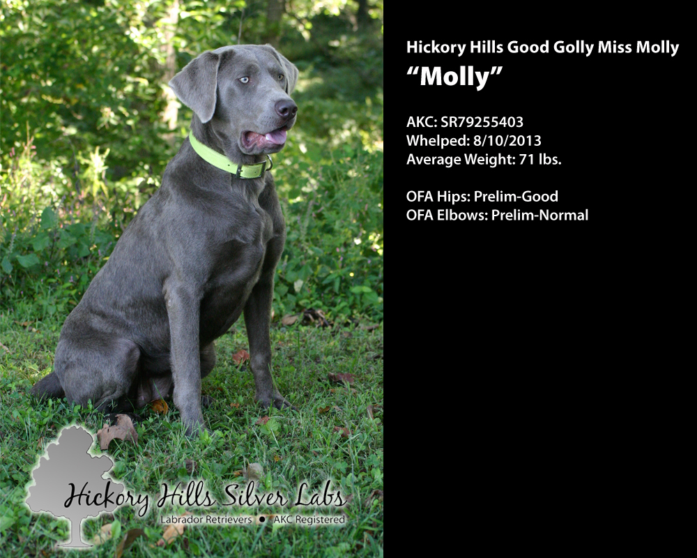 Hickory Hills Silver Labs Molly Profile