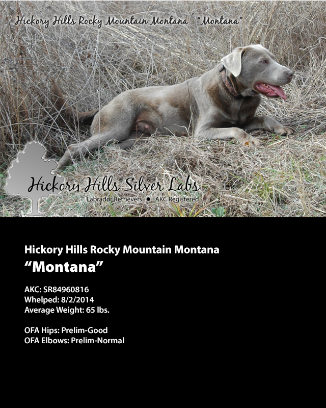 Hickory Hills Rocky Mountain Montana "Montana"