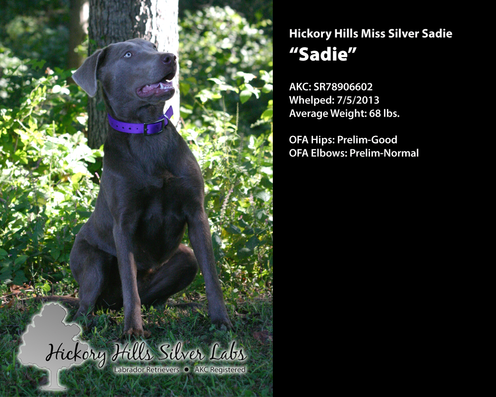Hickory Hills Silver Labs Sadie Profile