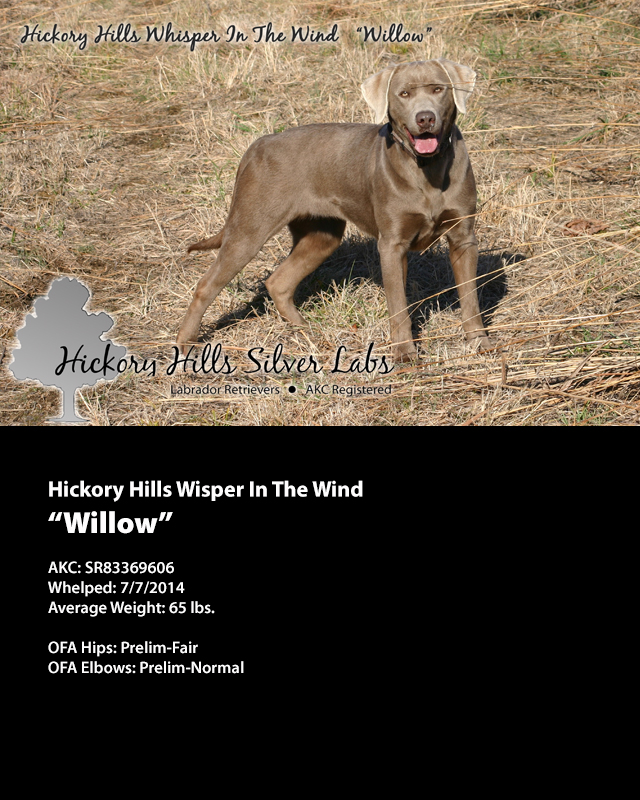 Hickory Hills Whisper In The Wind "Willow"