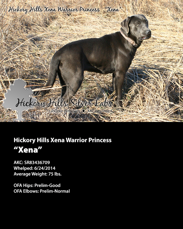 Hickory Hills Xena Warrior Princess "Xena"